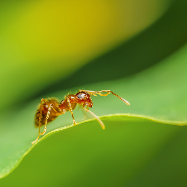 Pest Control McMahon Exterminating Ant Control